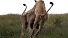 Król zwierząt i gniew matki